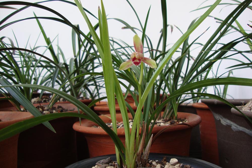 <em>为什么骂王者小妹</em>_<em>王者小妹为什么被</em>喷_斗鱼