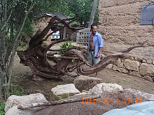 黄栌根龙