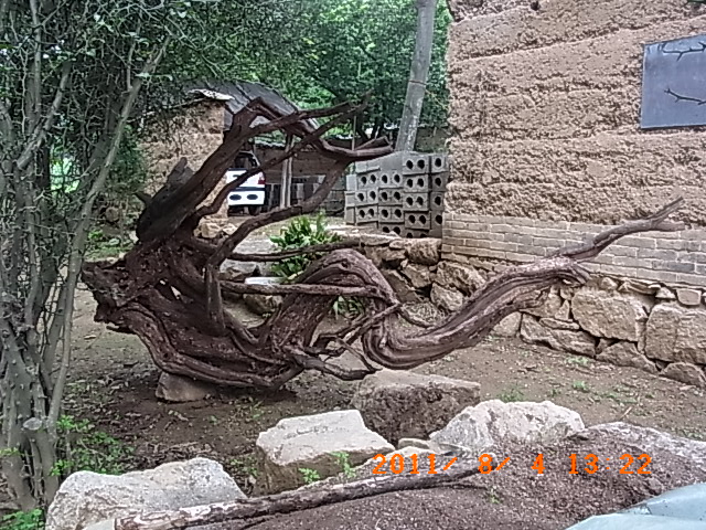 黄栌根龙