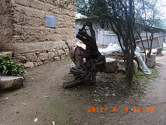 黄栌根龙