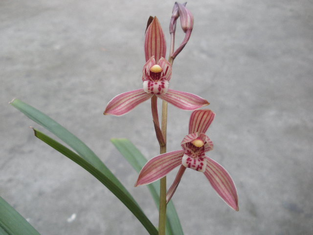 建兰精品色花:满堂红(带花) - 兰花网