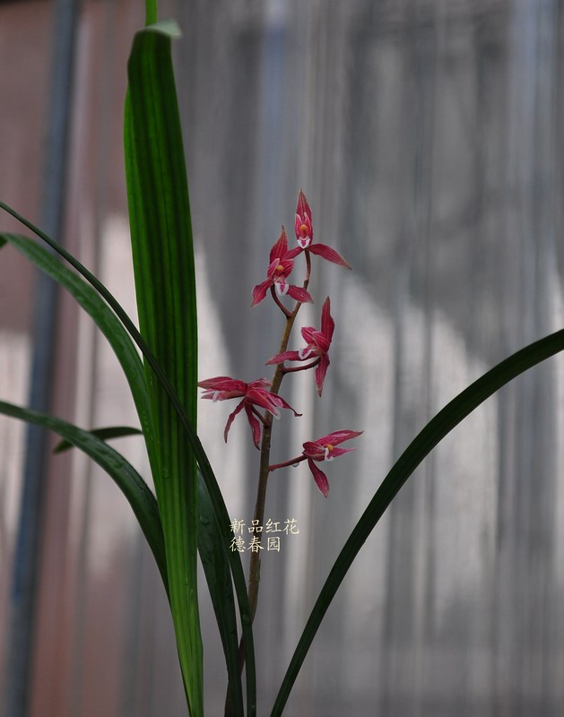 秋榜白墨之茶城雪素—新品红花-种养心得-中国兰花交易网社区