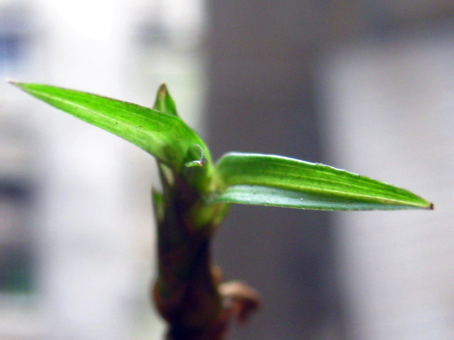 极品春兰红水晶龙根小草 中国兰花交易网