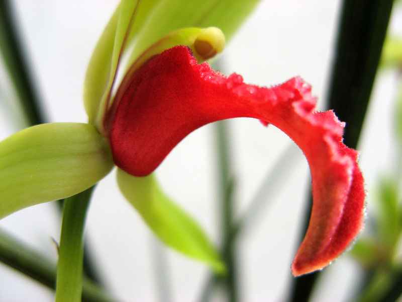 -ޥƪ-