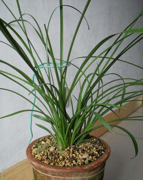 大盆老极品-蕙兰篇-中国兰花交易网社区