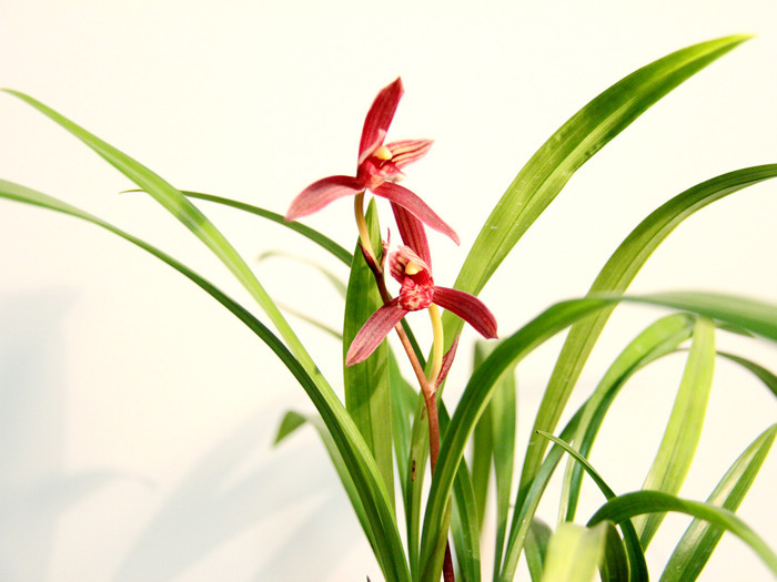 编辑漂亮的暮山紫尾花-建兰篇-中国兰花交易网社区