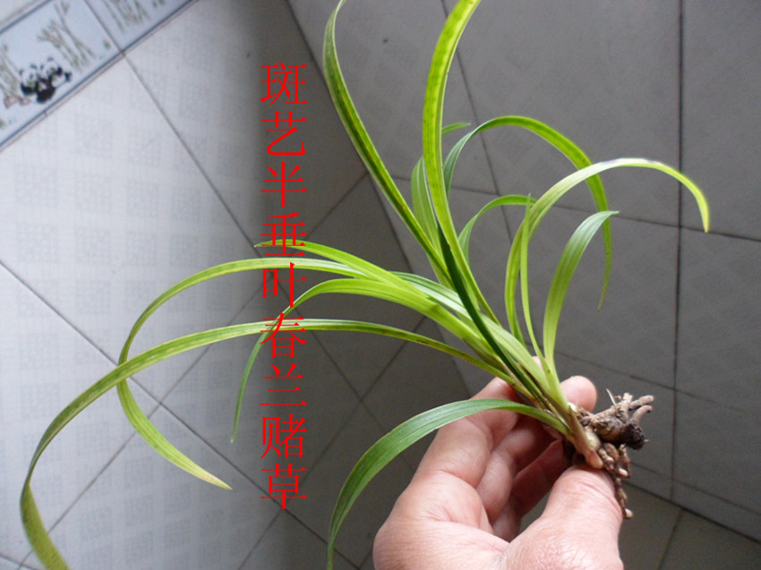斑艺半垂叶春兰 中国兰花交易网