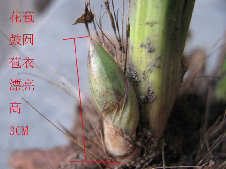 极品下山蕙兰钝头赌花苞【重拍】