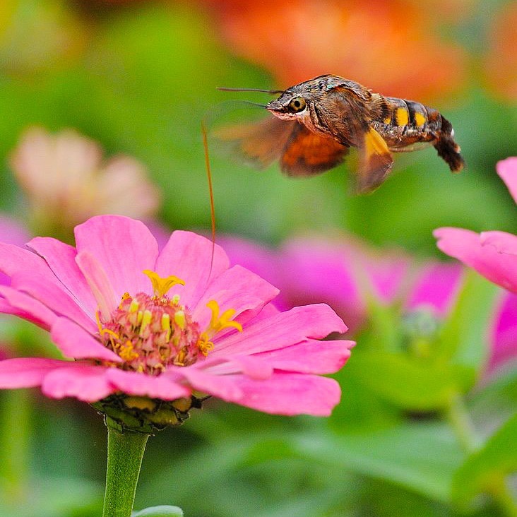 似鸟非鸟,似蜂非蜂,似蝶又非蝶-摄影书画-中国