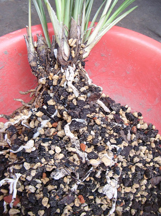 我也脱了 湖北黄石封闭阳台-种养心得-中国兰花