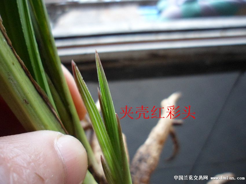 小芽红彩头蕙兰赌草