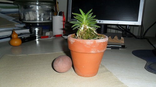 出一盆风兰，绿宝-热带兰-中国兰花交易网社区