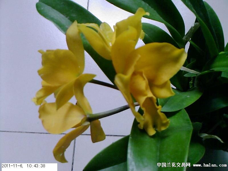 杂卡小黄花,与净雪一起买的,不只是什么品种,-