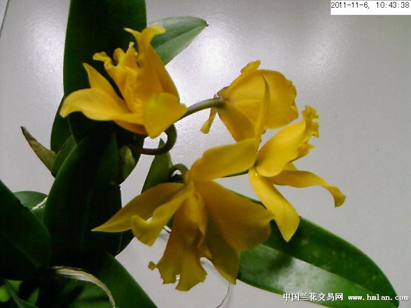 杂卡小黄花,与净雪一起买的,不只是什么品种,-