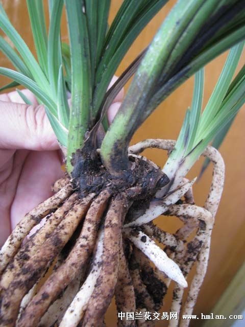 蚂蚱腿不一定没肉,兔子腿不一定有肉---也谈拔