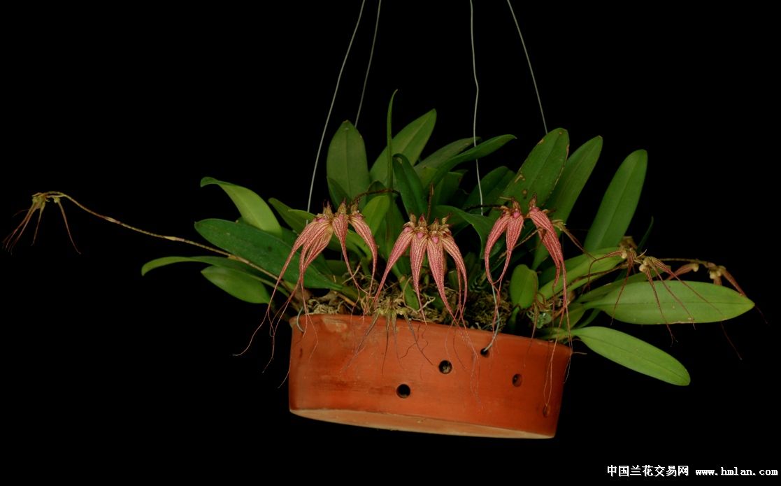 石豆兰 bulb.elizabeth ann-石斛兰-中国兰花交易网社区