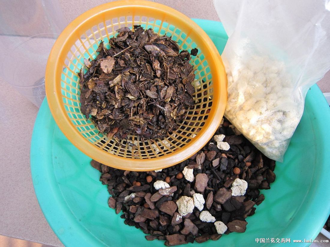 壮实的大雪素--引种于(翼鹤兰园)