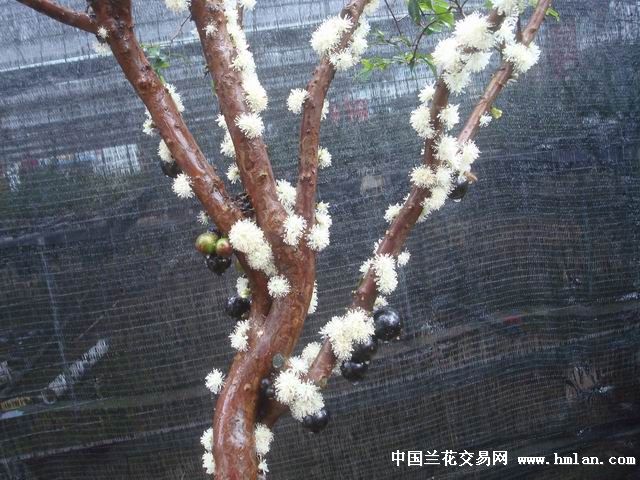 树葡萄苗(嘉宝果)(32公分)