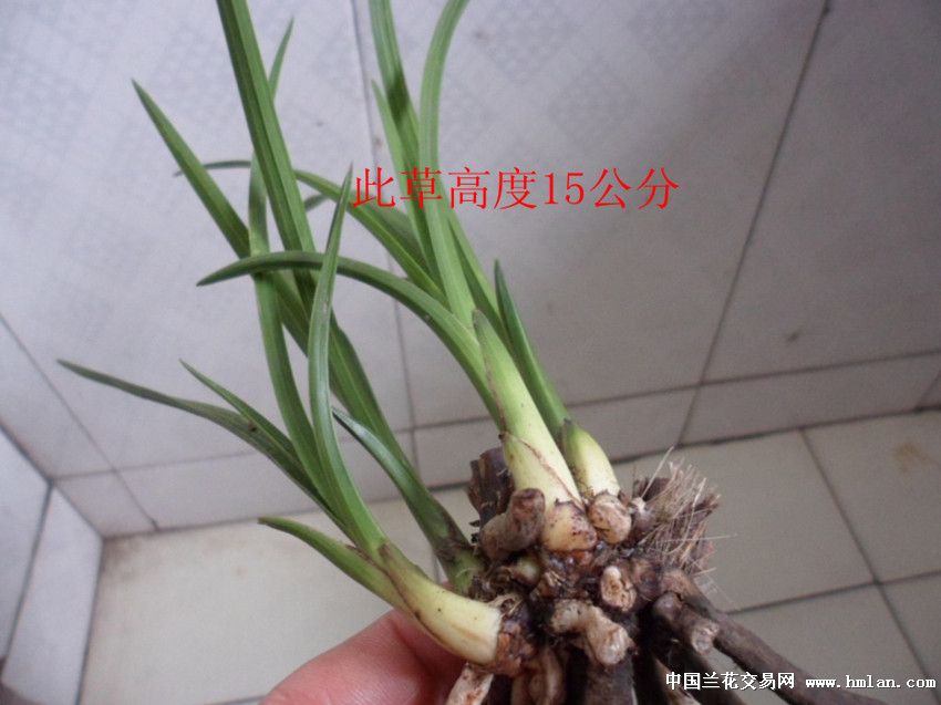 非常漂亮的蕙兰赌草