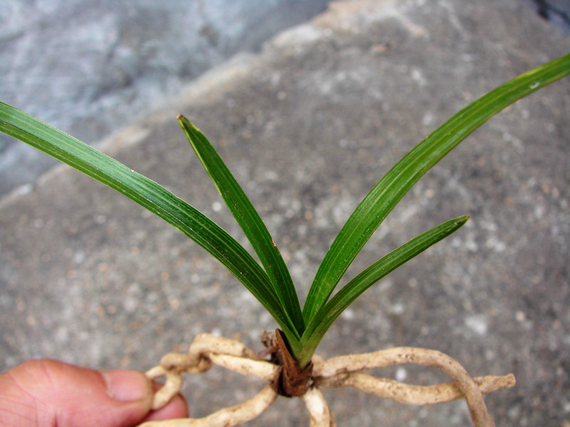 下山蕙兰圆头水晶嘴[带木纹 中国兰花交易网