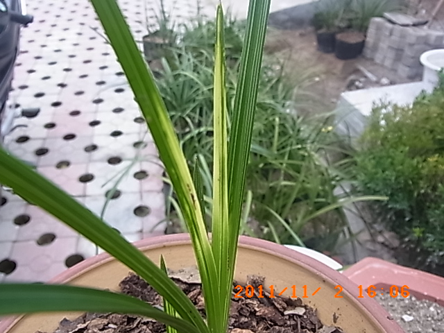水晶散斑进化超级水晶大帽子中透丝综合艺-蕙兰篇-中国兰花交易网社区