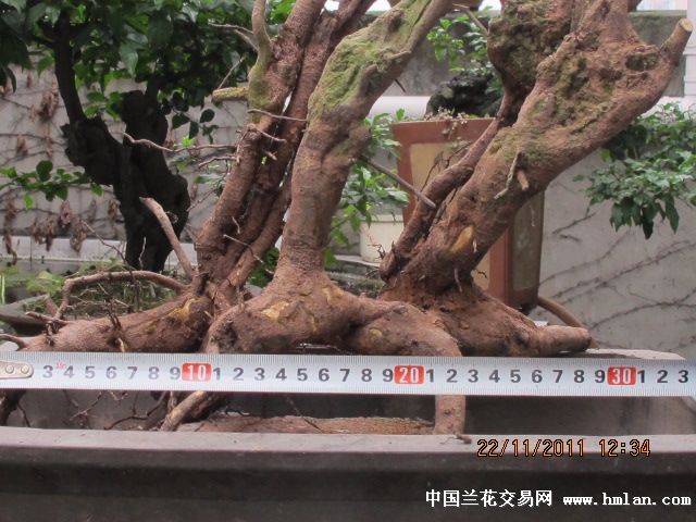 此拍品是重庆本地金弹子,花农刚挖出,桩型好,造型奇特,未见果雌雄不清楚。因为花农便于携带和取材需要都不太留须根,用疏松的沙土或风化石覆盖桩头三分之二,露出土的部分用薄膜缠上很易成活的,一年左右就会长出许多新根的。1-7图为网上下载的效果图供朋友们参考,8-12图为此拍品。请喜欢的朋友仔细看图,诚信竞拍,生桩栽培有风险,请慎拍。另:包装根据桩型大小采用木框纸箱或者木箱包装,邮费包含包装费,成交后保湿快递运输。