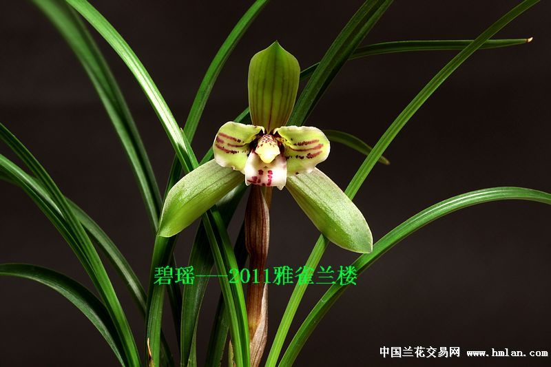 碧瑶-2011春兰展雅雀兰楼-春兰篇-中国兰花交易网社区