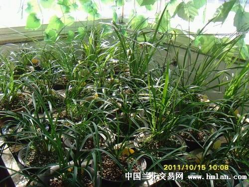 能否申请开网店?-申请卖家-中国兰花交易网社区