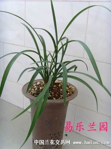 能否申请开网店?-申请卖家-中国兰花交易网社区