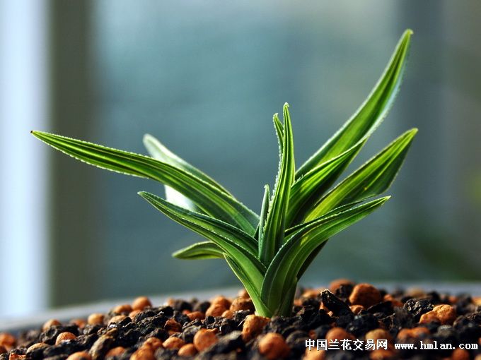 无花期欣赏一下水晶草也蛮好-蕙兰篇-中国兰花交易网