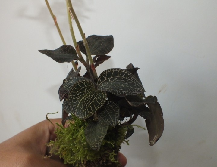 野生金线莲开花了