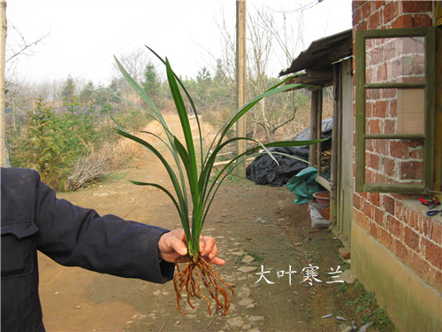 下面是细叶寒兰的叶型,株型