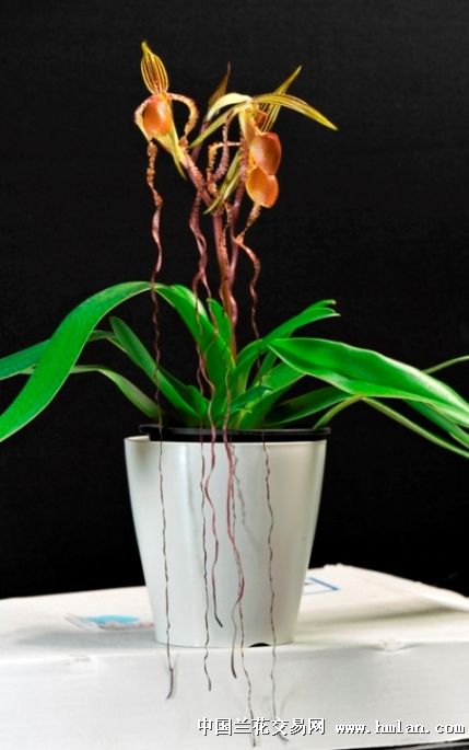 兜兰皇后paph.sandreanum-石斛兰-中国兰花交易网社区