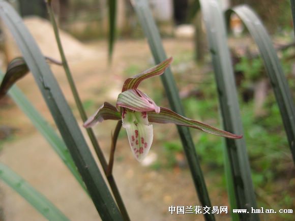 细叶红覆轮花-茶余兰后-中国兰花交易网社区
