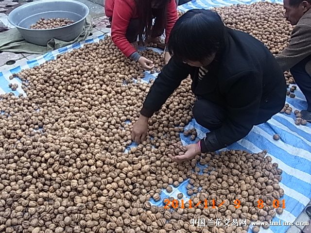 百年老核桃精挑细选!-茶余兰后-中国兰花交易网社区
