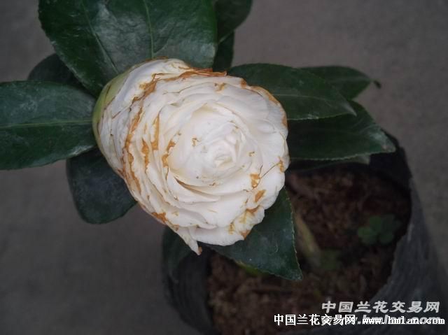 带花苞茶花天鹅湖高33公分a123