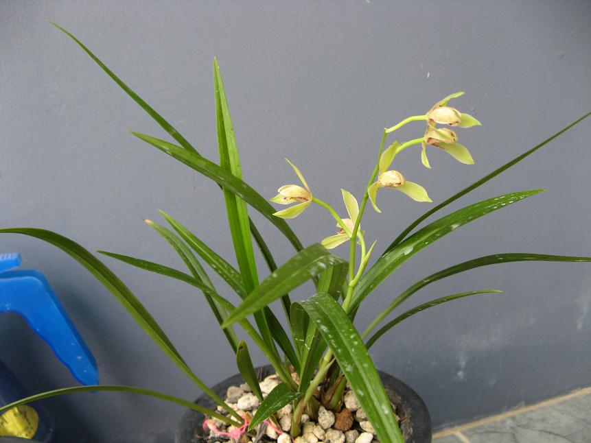 今年第三批花--含玉、中华水仙.-建兰篇-中国兰