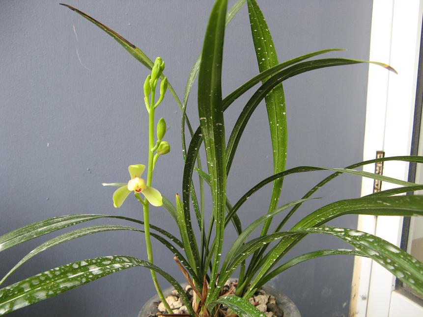 今年第三批花--含玉、中华水仙.-建兰篇-中国兰