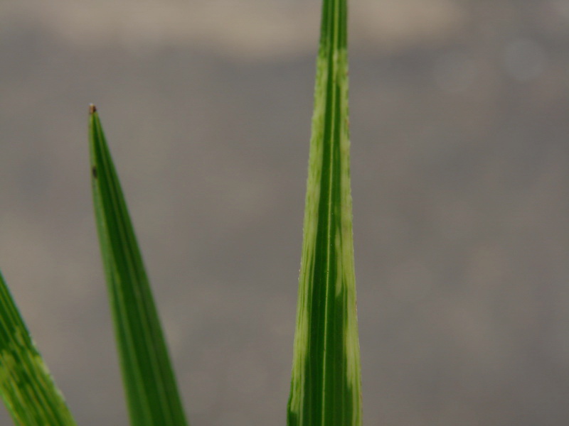 蕙兰漂亮大棵直立水晶缟带木纹