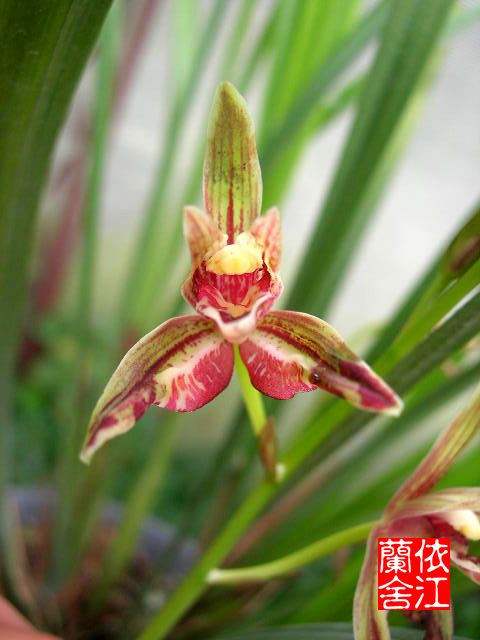 九月奇花大盘点-建兰篇-中国兰花交易网社区