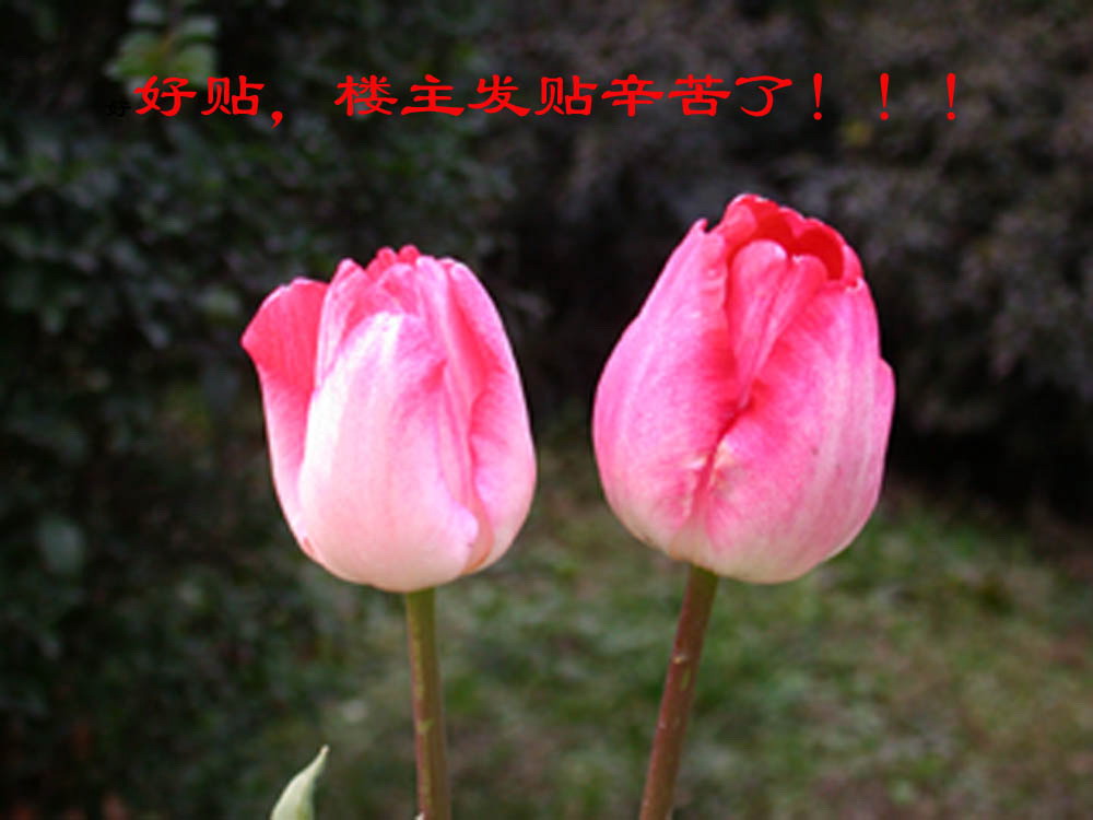 Quizas-rumba-茶余兰后-中国兰花交易网社区