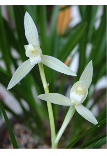 勤劳致富☆冠军小雪素