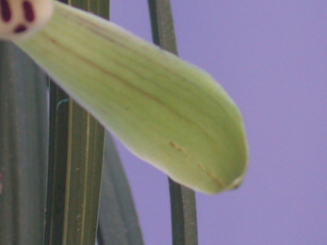 请大家看看,这春兰花是什么品种?-茶余兰后-中