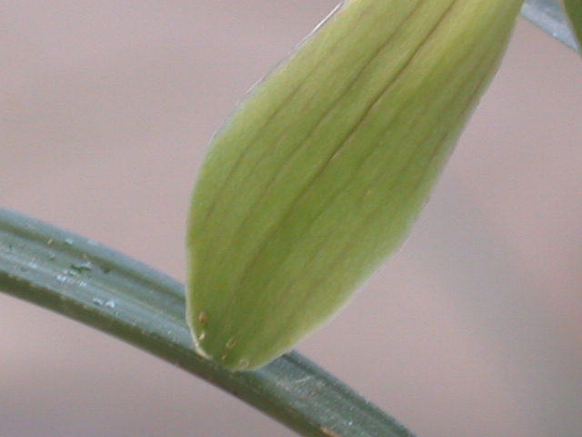 请大家看看,这春兰花是什么品种?-茶余兰后-中