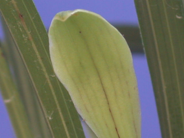 请大家看看,这春兰花是什么品种?-茶余兰后-中