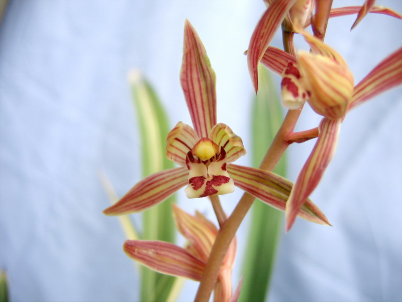 漂亮又便宜的大勋~