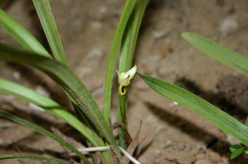 请各位兰友看看下山兰在我们河北用纯泥土栽种