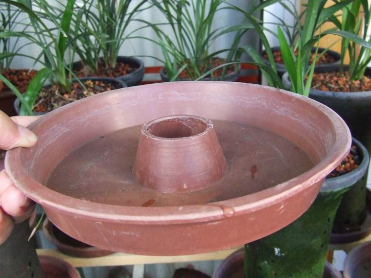 兰花的送水栽培方法-种养心得-中国兰花交易网