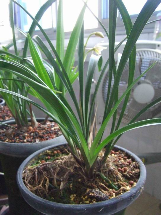 兰花的送水栽培方法-种养心得-中国兰花交易网