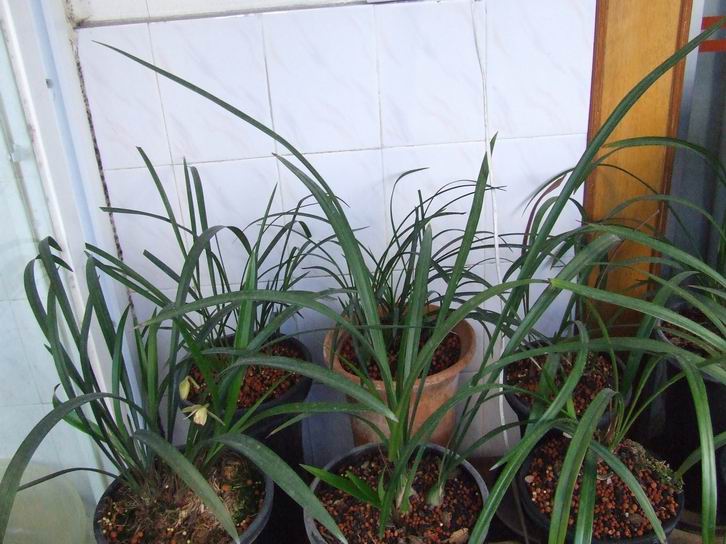 兰花的送水栽培方法-种养心得-中国兰花交易网